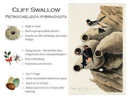 Birds That Make Mud Nests Under Bridges Pin On Nature Printables