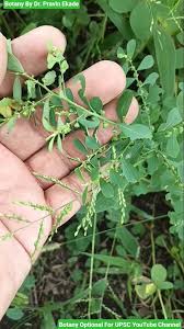 Image result for Phyllanthus maderaspatensis