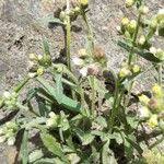 Image result for Eschenbachia