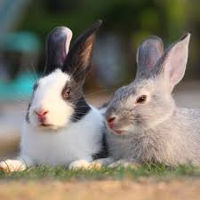 I wanted to know how much pet rabbit insurance costs, but the comparison websites didn't give any choice or comparisons. Rabbits Pdsa