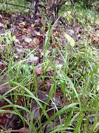 Image result for Panicum carneovaginatum