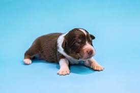 The nbt tag is here is a list of the nbt tags that you can use for a player in minecraft java edition (pc/mac) 1.16 Enlk Vqg2h5xvm