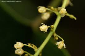 Image result for Chasmanthera dependens