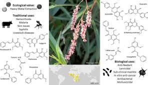 Image result for Persicaria senegalensis