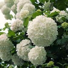 9 25 In Pot Chinese Snowball Viburnum Live Deciduous Shrub White Hydrangea Like Bloom Clusters 56813fl The Home Depot Snowball Viburnum Smooth Hydrangea Viburnum