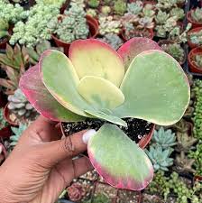 Image result for Kalanchoe glaucescens