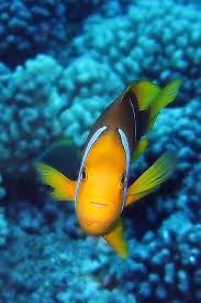 Clown Fish In Bora Bora Clown Fish Ocean Creatures Underwater World