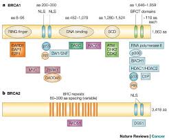 Image result for BRCA2