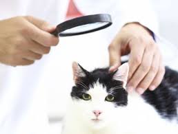 Il s'agit d'une zoonose, elle se transmet de l'animal à l'homme. Maladies Du Chat Principales Maladies Felines Virales Ou Bacteriennes Doctissimo