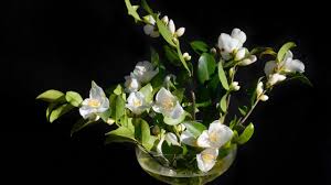 It is a fungus that attacks small branches and kills them. How To Grow And Maintain Camelias