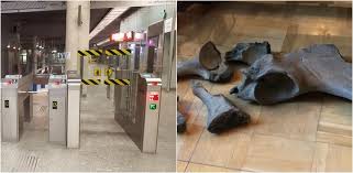 Vezi cele mai noi cataloage metro pentru a fi mereu la curent cu cele mai recente oferte şi toate preţurile reduse! Metro Bez Mamuta Znalezione Szczatki Nalezaly Do Slonia Lesnego Warszawa I Mazowsze Najnowsze Wiadomosci W Rdc
