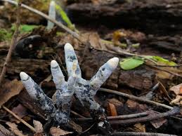 It is a common inhabitant of forest and woodland areas, usually growing from the bases of rotting or injured tree stumps and decaying wood. Open Graves Minds A Twitter Dead Man S Fingers Or Xylaria Polymorpha Alluded To In Act Iv Scene 7 Of Hamlet A Saprobic Fungus It S An Inhabitant Of Forest Woodland Areas