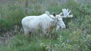 Most recently in the shl with malmö redhawks. Majestic White Moose Spotted In Sweden Believed To Have Genetic Mutation National Globalnews Ca