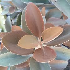 Pin On Dickblattgewachse 2 Kalanchoe