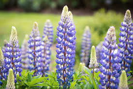 Lupines are widely distributed in the mediterranean area but are especially numerous on the prairies of western north america. Lupinus The Governor Lupin Lupine Flower Photograph By Monika Tymanowska