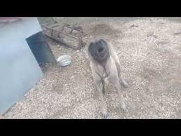 Kangal Kopegi Havlamasi Urmesi Kopek Havlamasi Sesleri Kizgin Kopek Nasil Havalar Kopek Havlamasi Youtube Kangal Kopegi Kopek Selfie