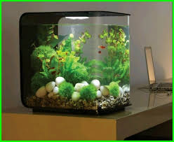 Memelihara ikan favorit tidak harus selalu menggunakan akuarium besar, lho! Akuarium Kecil Untuk Hiasan Di Kamar Tidur Daftarhewan Com