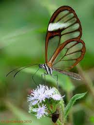 Clearwing Butterfly Greta Nero On Ageratum Conyzoides Butterfly Photos Beautiful Butterflies Beautiful Bugs