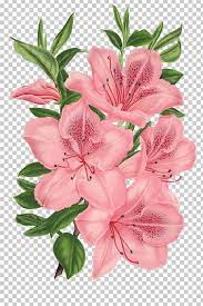 Pink Flower Drawing Png Flower Drawing Hibiscus Flower Drawing Flower Drawing Tumblr
