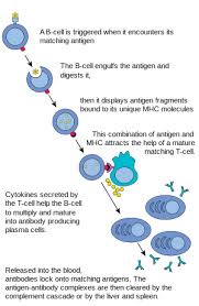 humoral immunity wikipedia