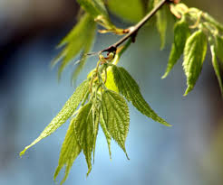 Image result for Celtis