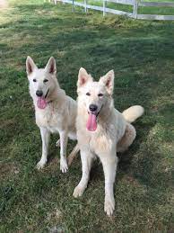 Snow white german shepherd puppies trained dogs and puppies, delivered from our farm in iowa to chiagoland we sell only to families, individuals or impressive, stocky litter of akc german shepherd puppies. The Great White German Shepherds
