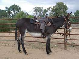 American Mammoth Donkey Donkey Mammoth Animals And Pets