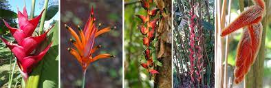 Hanging Heliconia Flower Adaptations Best Flower Wallpaper