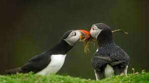 Atlantic Puffins Puffin Animal Facts Sea Birds