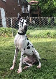 We did not find results for: Great Dane Puppies Nc
