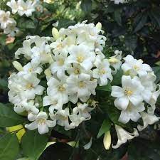 We did not find results for: Pokok Bunga Wangi Kemuning Biasa Kemuning Kampung Shopee Malaysia