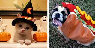 The Cutest Cats and Dogs In Costumes