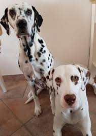 dalmatian dog wikipedia