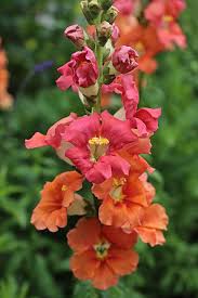 Snap Dragons All Varieties Backyard Flowers Flower Farm Bloom Where Youre Planted