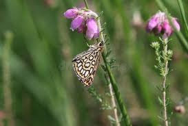 Image result for Heteropterus morpheus