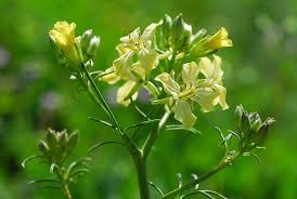 Image result for Sisymbrium