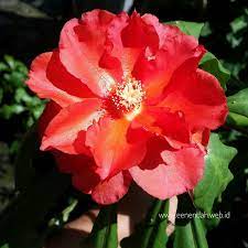 Sejumlah gambar rumah minimalis ini bisa menjadi inspirasi bagi kamu yang berencana membangun rumah atau merenovasi hunian. Een Endah Manfaat Daun Jarum Tujuh Bintang