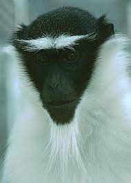 Types Of Monkeys Types Of Monkeys Pet Monkey Animals Beautiful