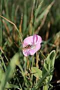 Image result for Convolvulus aschersonii