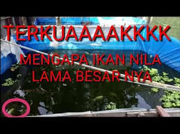 Pin On Ikan
