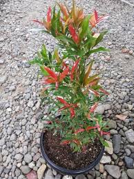 Jenis jenis bunga pucuk merah. Bunga Pucuk Merah Si Penyerap Polutan Yang Memiliki Beragam Manfaat Abahtani