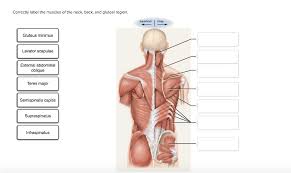 The surface regions of the body have received their names in a variety of ways. Solved Correctly Label The Muscles Of The Neck Back An Chegg Com