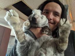 Nationwide pet insurance for rabbits in the US