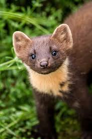 Martes Martes European Pine Marten Martes Martes European Pine Marten 36 Wild Animals Photography Pine Marten Animals Wild