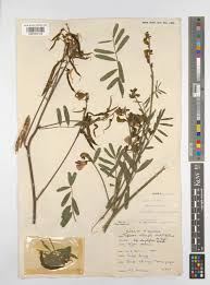 Image result for Tephrosia interrupta