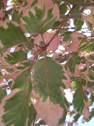 Check out our tri color beech trees selection for the very best in unique or custom, handmade pieces from our shops. Tricolor Beech Fagus Sylvatica Tricolor In Chatham Kent Wallaceburg Blenheim Tilbury Ontario On At Glasshouse Nursery