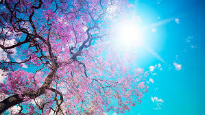 ¡los mejores fondos de 1920x1080 gratis para descargar! Hd Wallpaper Hd Image Of Nature For Pc 1920x1080 Low Angle View Tree Sky Wallpaper Flare