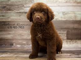 If you are unable to find your newfoundland puppy in our puppy for sale or dog for sale sections, please consider looking thru thousands of newfoundland dogs for adoption. Newfoundland Dog Puppies For Sale Near Me