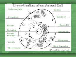 Maybe you would like to learn more about one of these? Cell Analogy Project Factory Shefalitayal