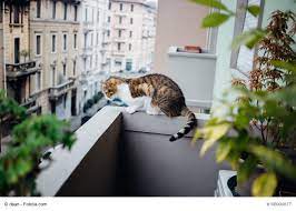 2 4 m) balkonnetze für katzen. Katzensicherer Balkon Schon Artgerecht Gestalten Haustiermagazin